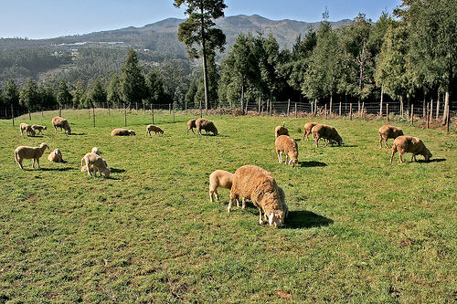 Quinta das Colmeias: Organic Farm
