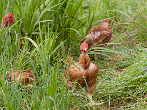 Quinta das Colmeias: Organic Farm